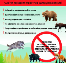 Правила поведения при встрече с дикими животными: как избежать трагедии Правила поведения при встрече с дикими животными: как избежать трагедии.